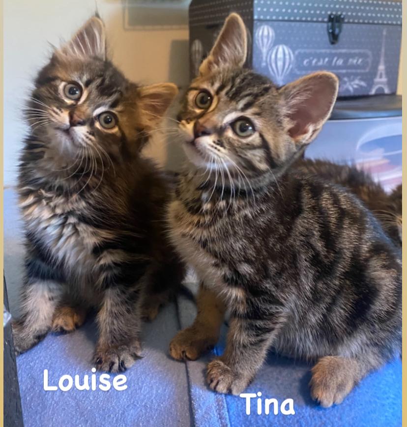 Tina and Louise, Baby Female Domestic Medium Hair
