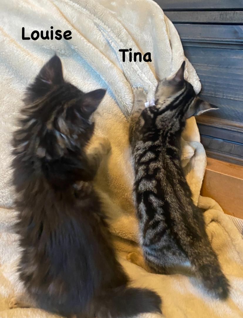 Tina and Louise photo 4