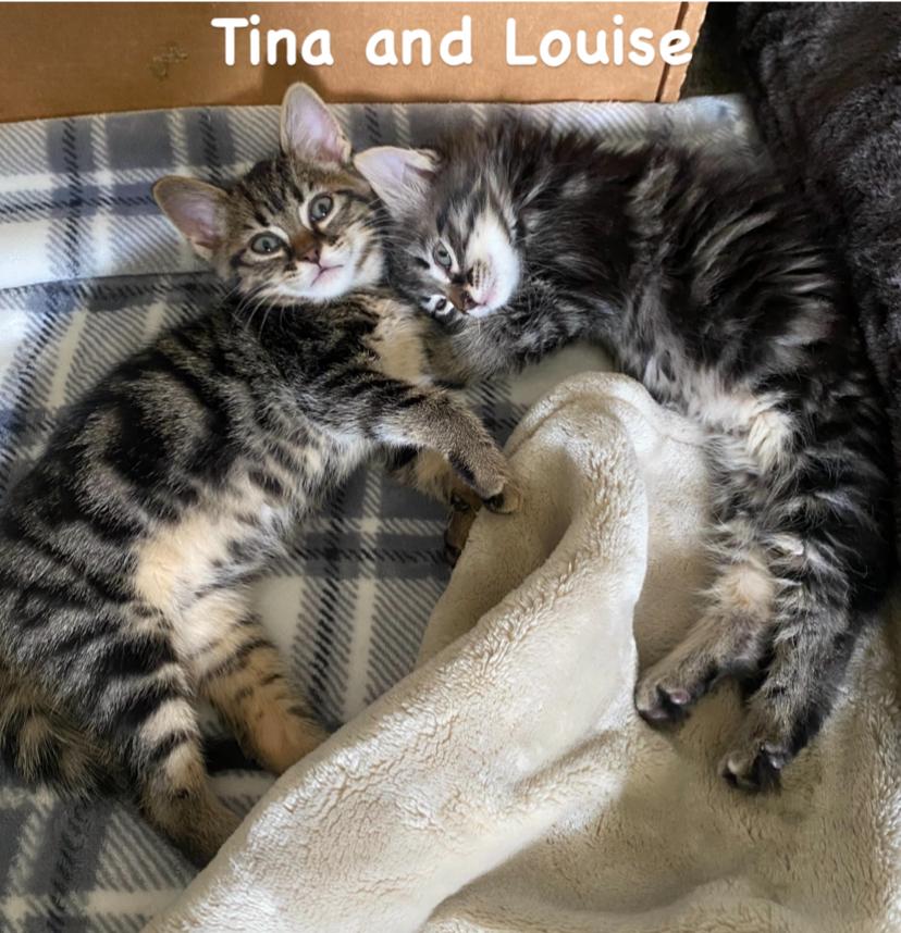 Tina and Louise photo 5