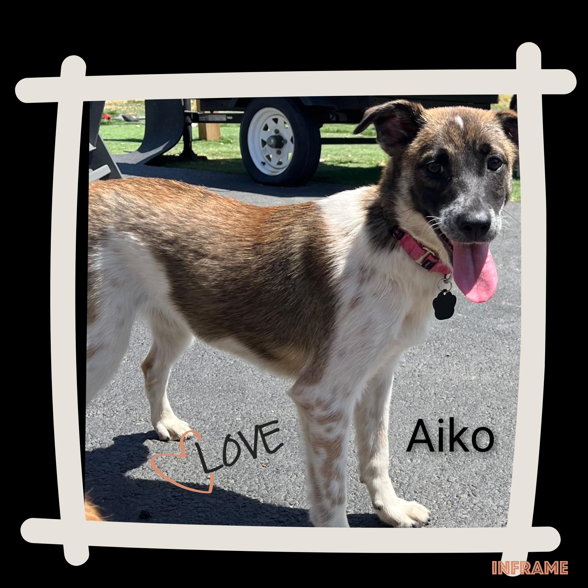 Enlarge Aiko, a ADOPTABLE Mixed Breed in Fredericksburg, VA image 3/6