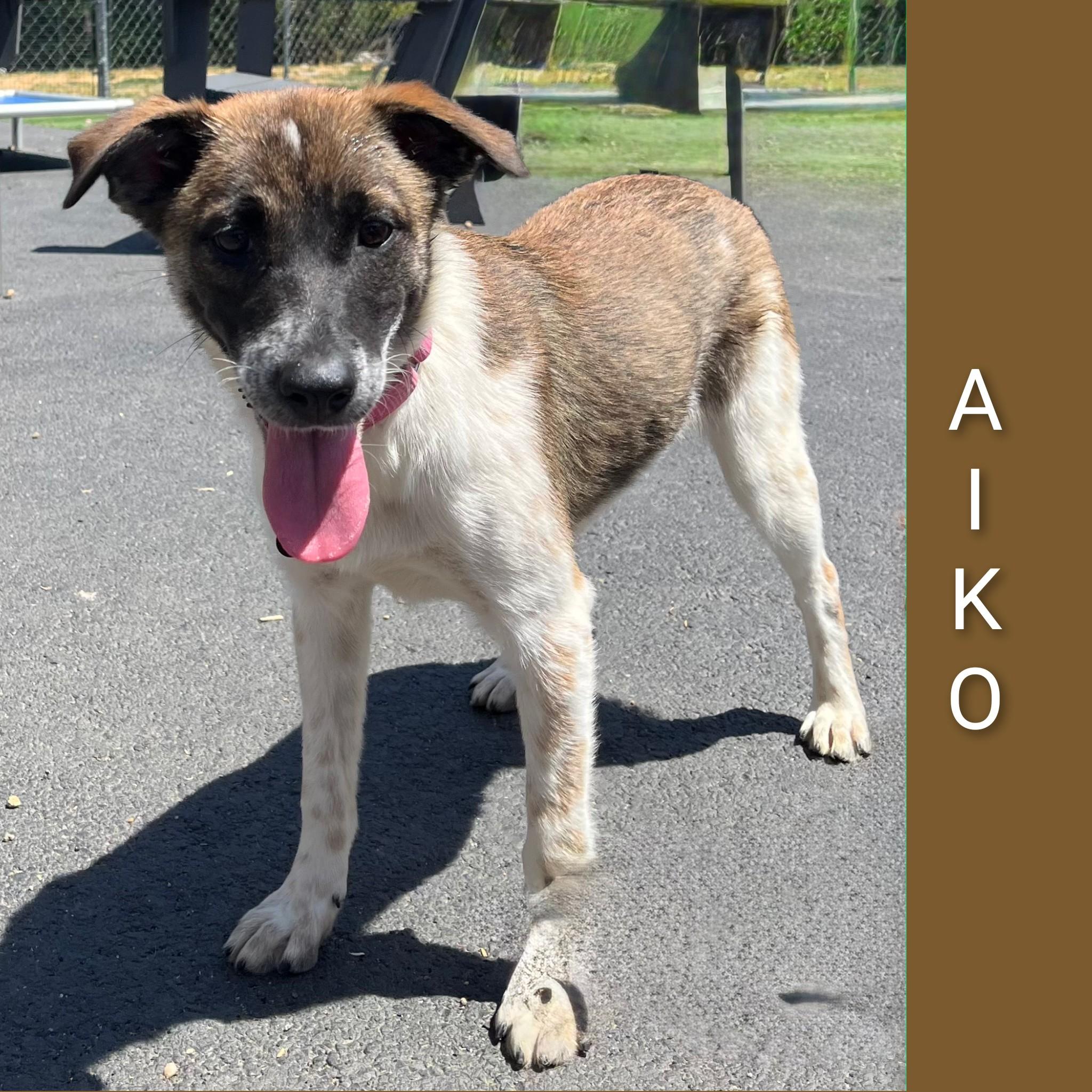 Aiko, ADOPTABLE, Young Female Mixed Breed.