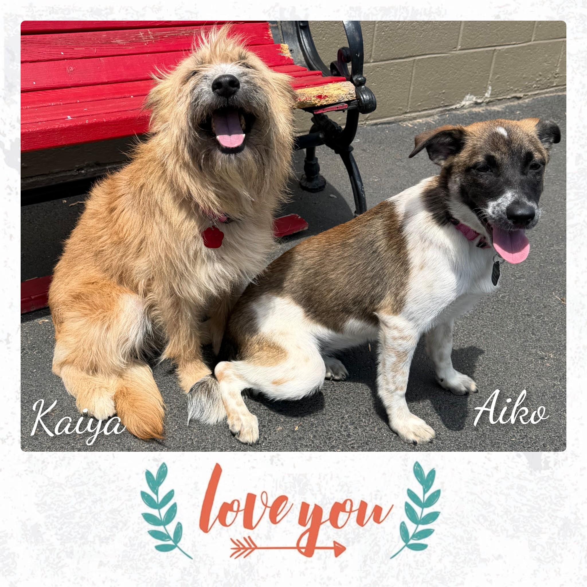 Enlarge Aiko, a ADOPTABLE Mixed Breed in Fredericksburg, VA image 2/6