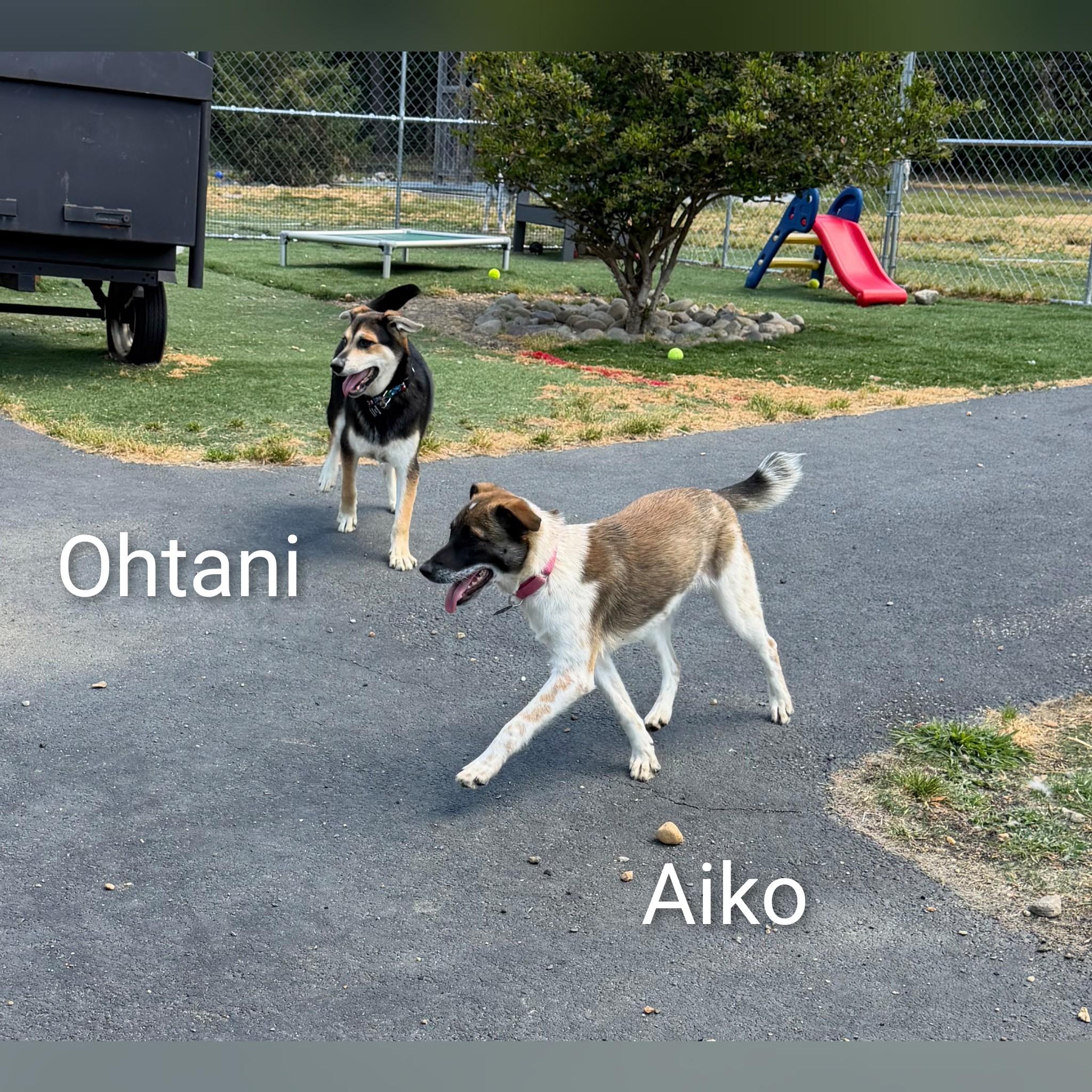 Enlarge Aiko, a ADOPTABLE Mixed Breed in Fredericksburg, VA image 4/6