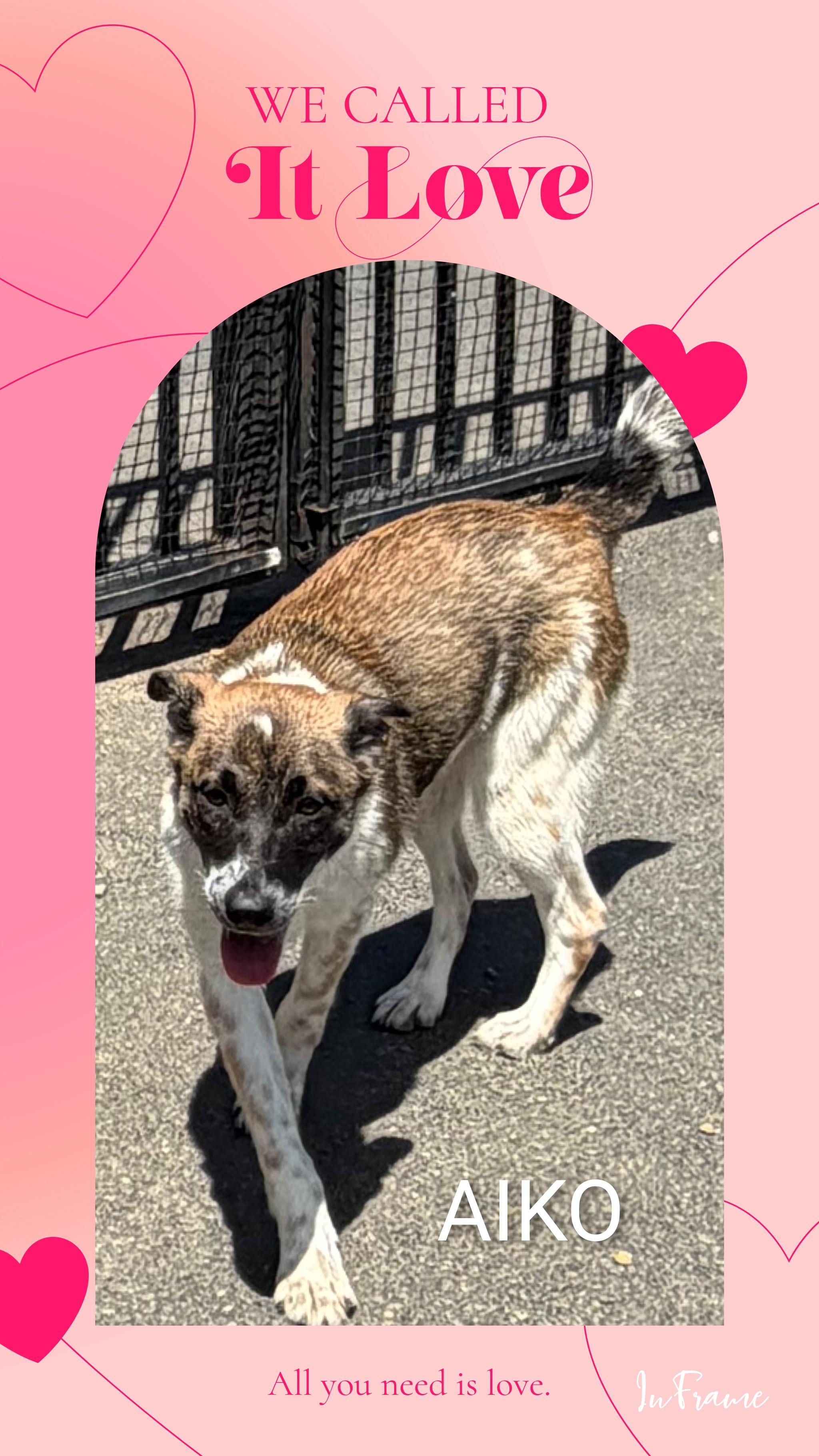 Enlarge Aiko, a ADOPTABLE Mixed Breed in Fredericksburg, VA image 5/6