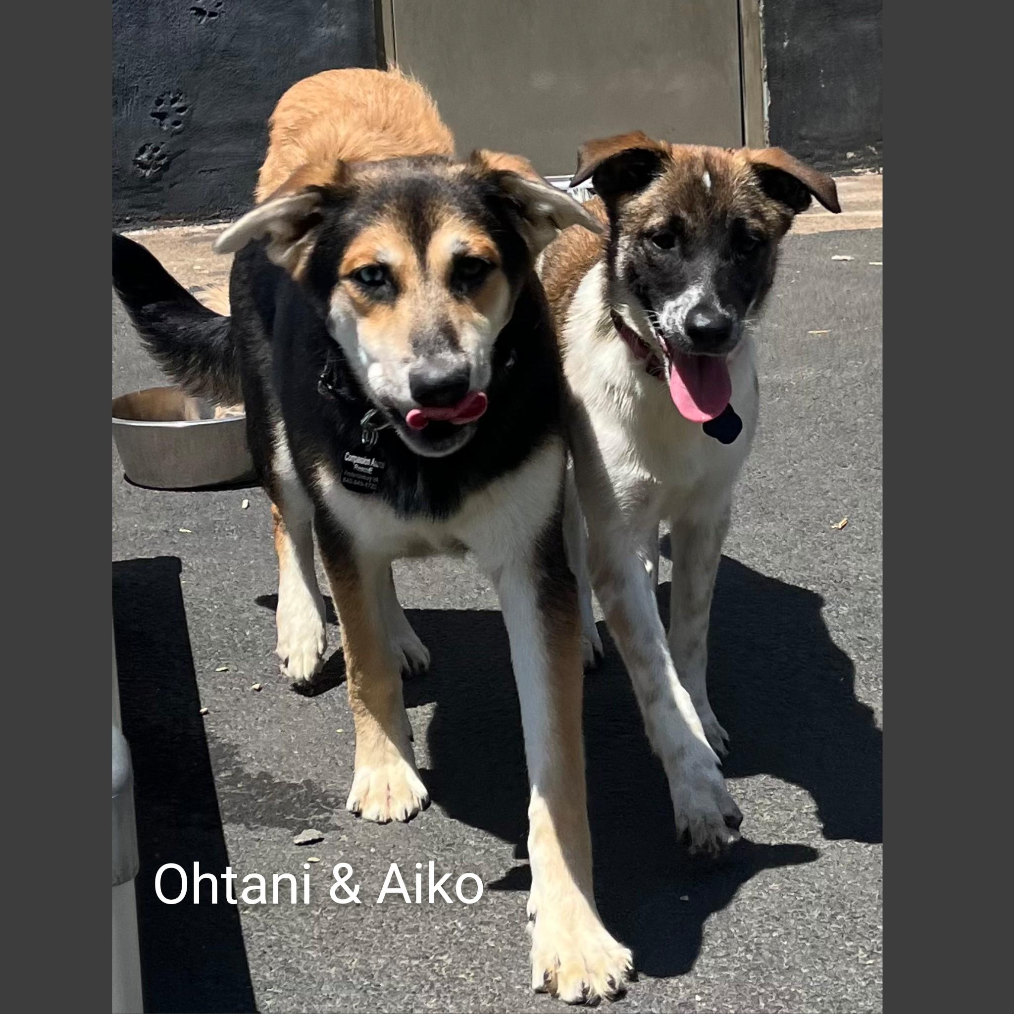 Enlarge Aiko, a ADOPTABLE Mixed Breed in Fredericksburg, VA image 6/6