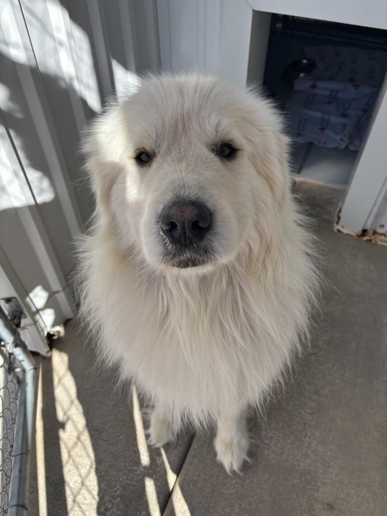 Jumbo, Adoptable, Adult Male Great Pyrenees.