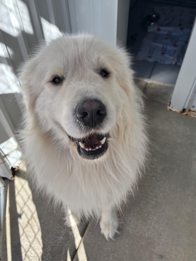 Enlarge Jumbo, a Adoptable Great Pyrenees in Moriarty, NM image 2/2