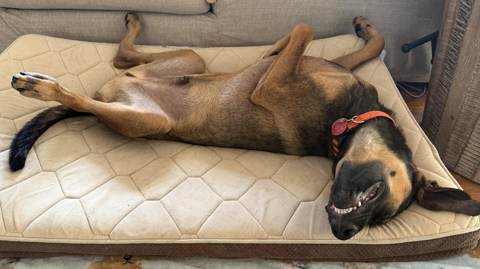 Winchester, Adoptable, Young Male Belgian Shepherd / Malinois & Hound.