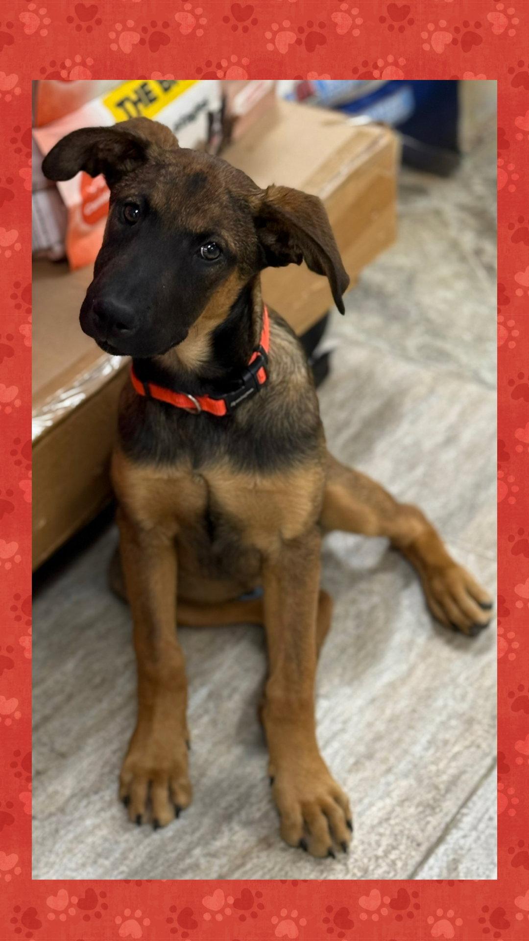 Winchester, a Adoptable mixed breed in Sussex, WI image 1/3