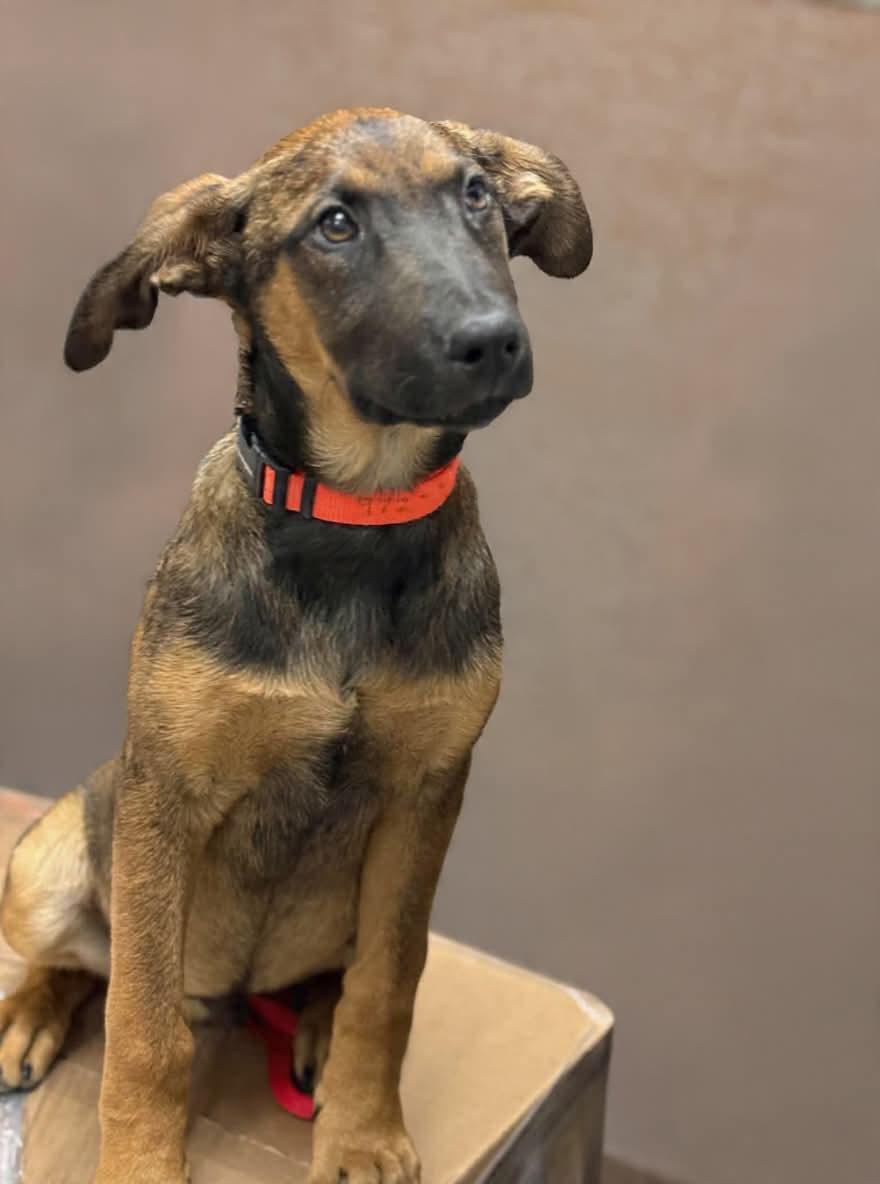 Winchester, a Adoptable mixed breed in Sussex, WI image 3/3