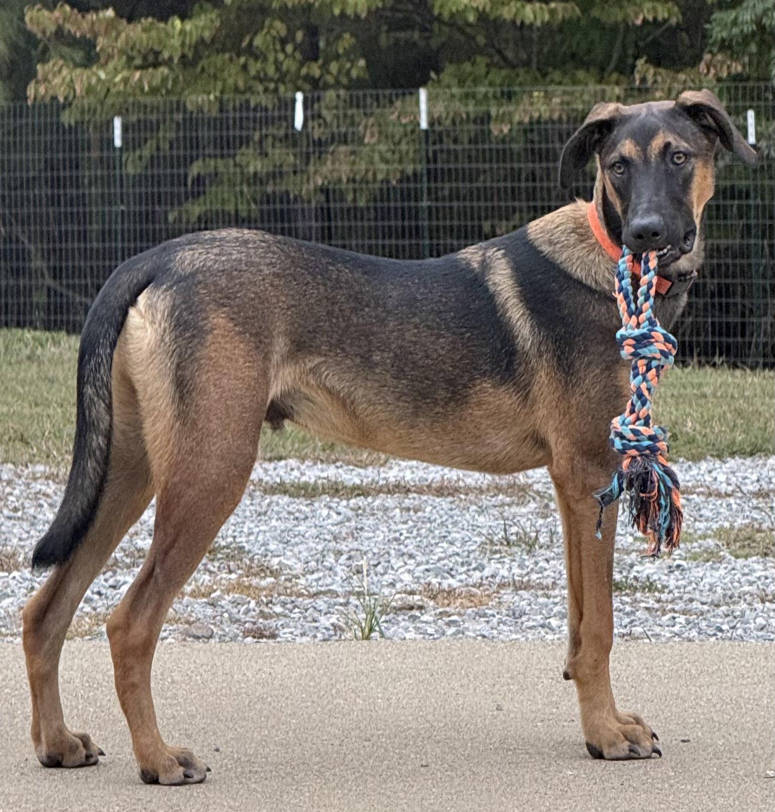 Enlarge Winchester, a Adoptable mixed breed in Sussex, WI image 2/3