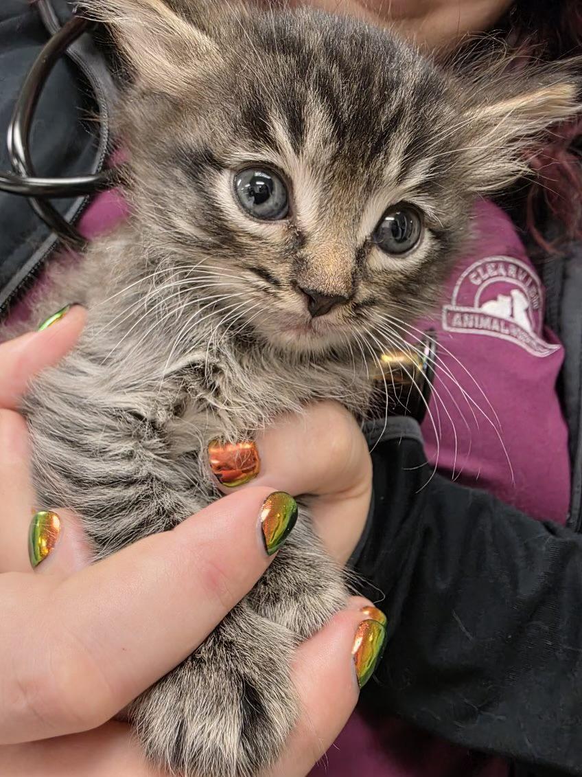 Enlarge Chamomile, an adoptable Tabby in Sammamish, WA image 2/3