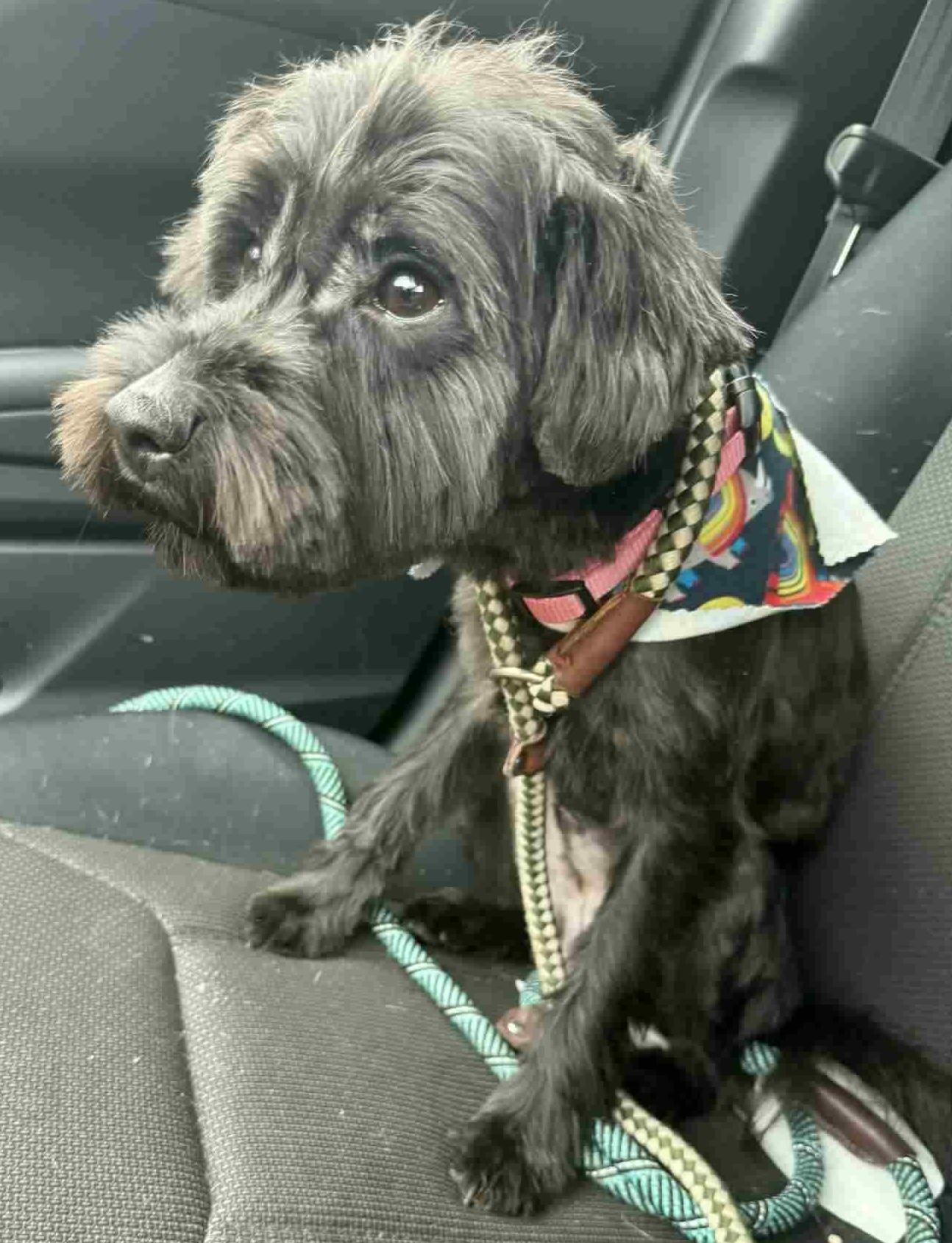 Enlarge Tango, a ADOPTABLE mixed breed in East Point, GA image 3/3