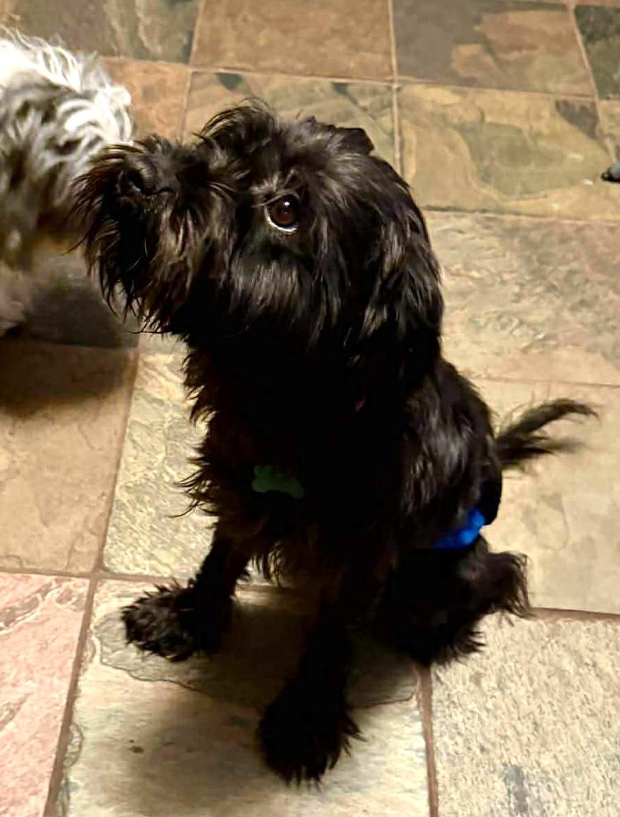 Enlarge Tango, a ADOPTABLE mixed breed in East Point, GA image 2/3