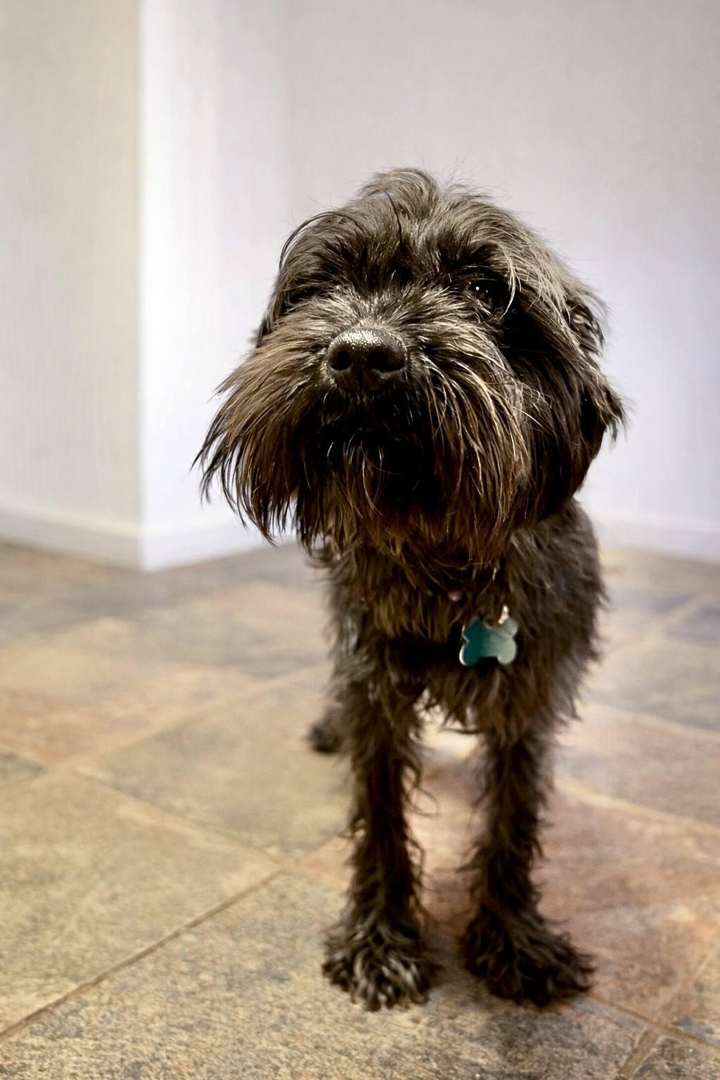Tango, ADOPTABLE, Young Male Schnauzer.