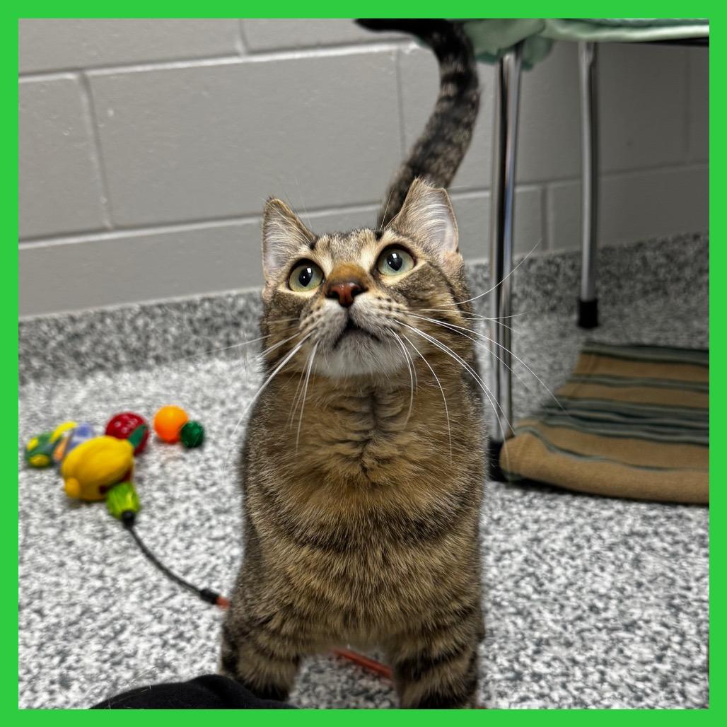 Eleanor, Adoptable, Young Male Domestic Short Hair.