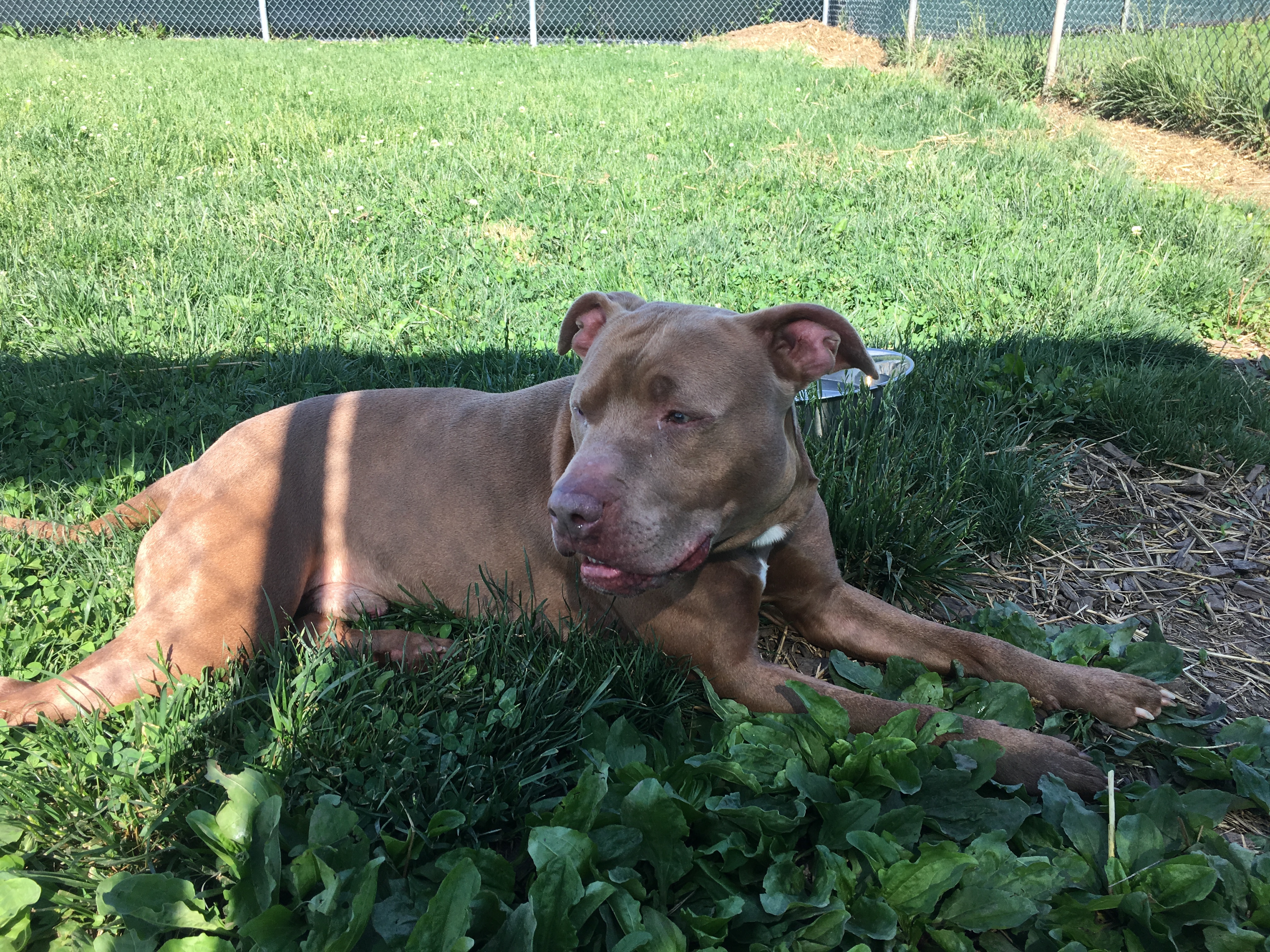 Enlarge Frankie, a Adoptable mixed breed in Union City, IN image 1/5