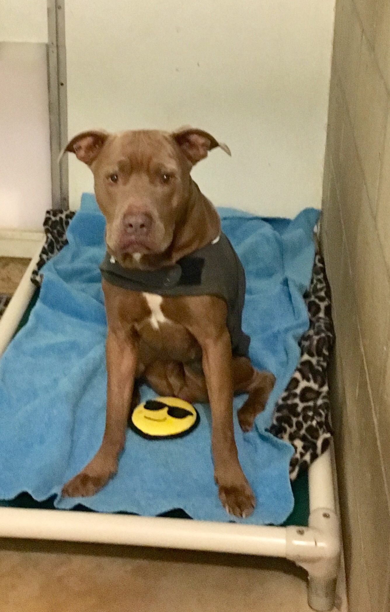 Frankie, an adoptable Pit Bull Terrier in Union City, IN, 47390 | Photo Image 1