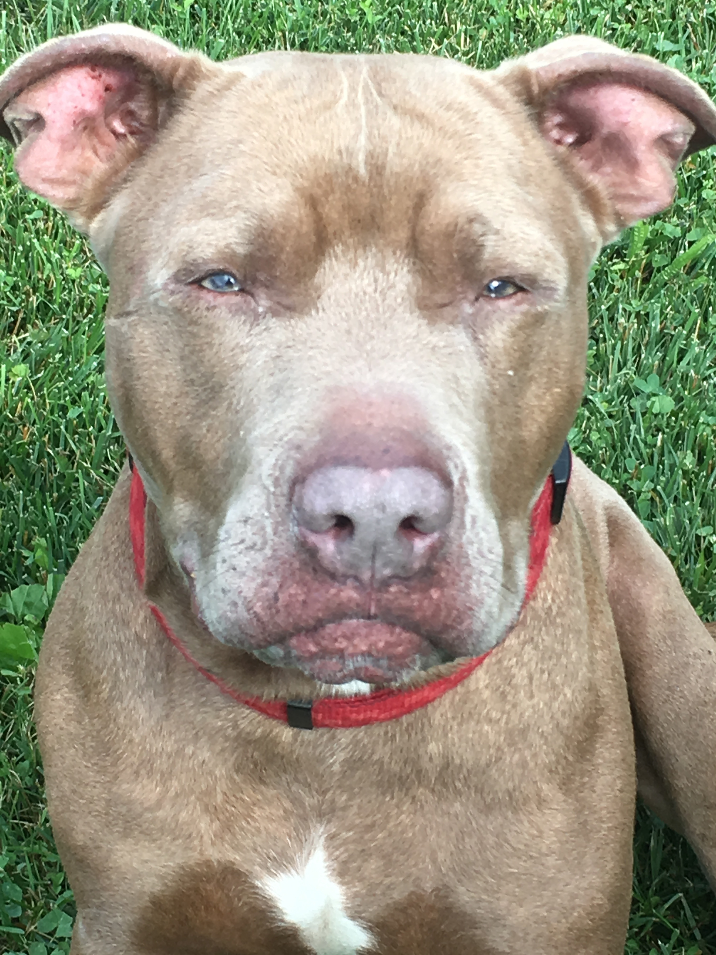 Enlarge Frankie, a Adoptable mixed breed in Union City, IN image 3/5