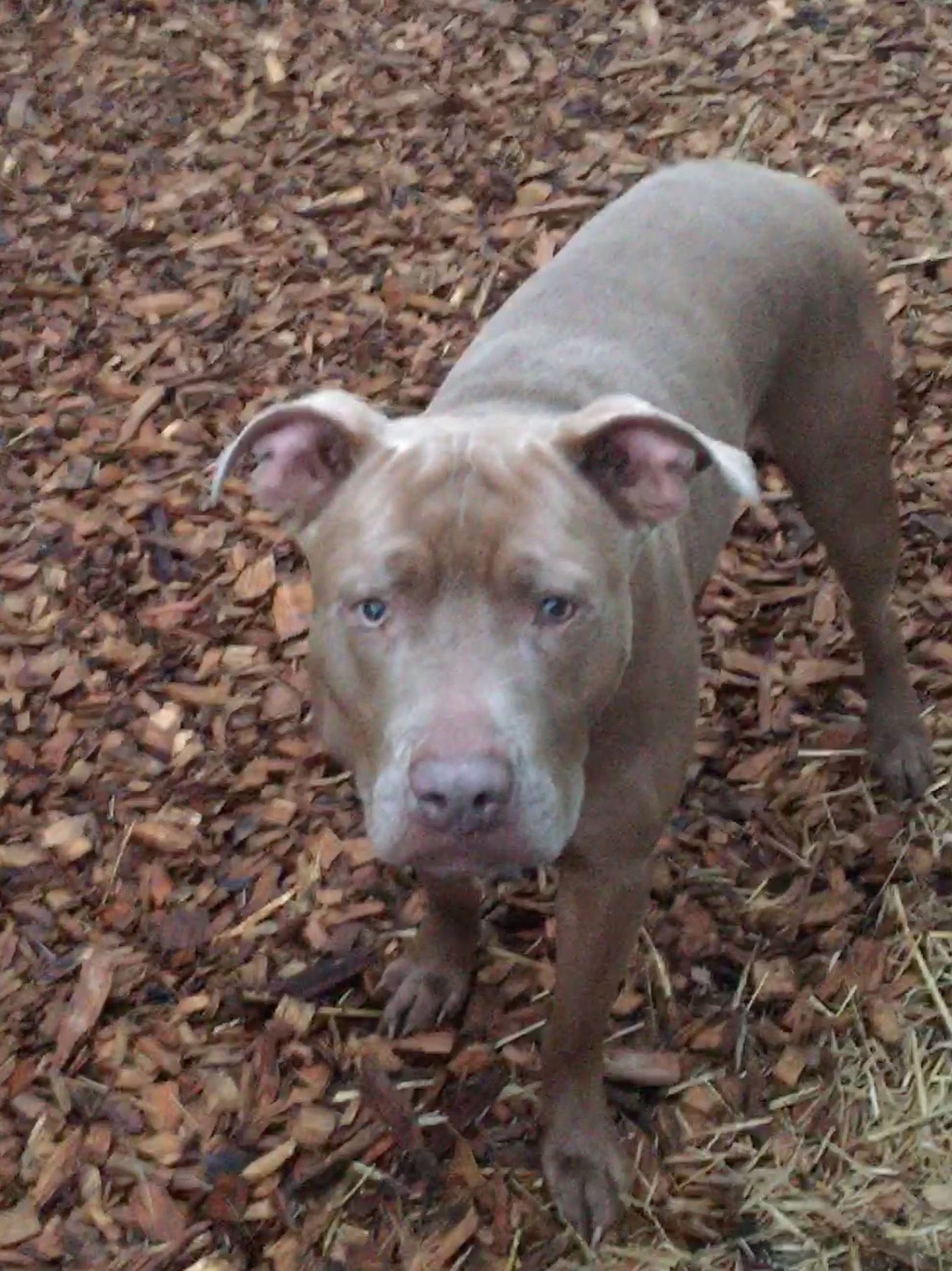 Enlarge Frankie, a Adoptable mixed breed in Union City, IN image 4/5