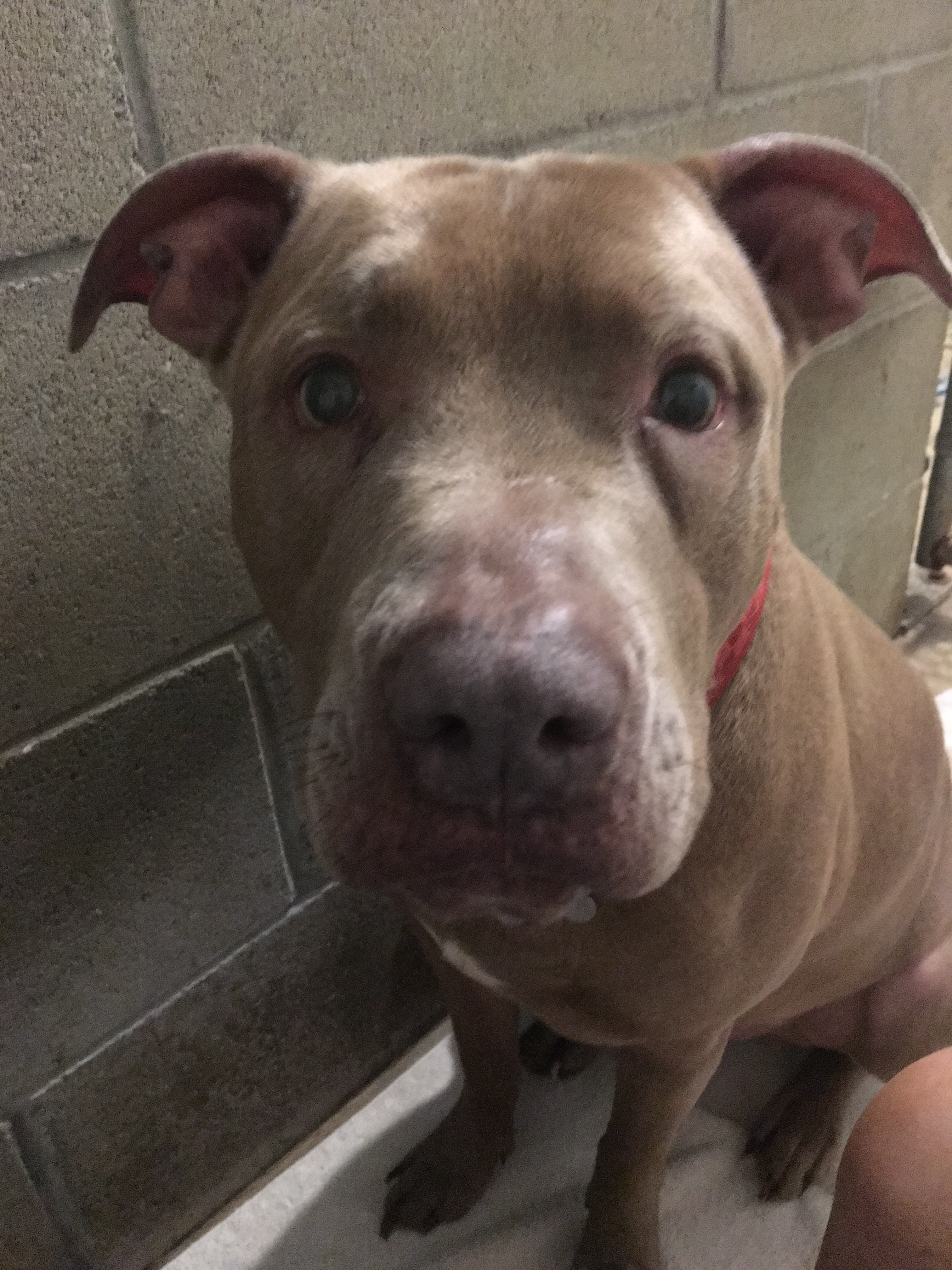 Enlarge Frankie, a Adoptable mixed breed in Union City, IN image 5/5