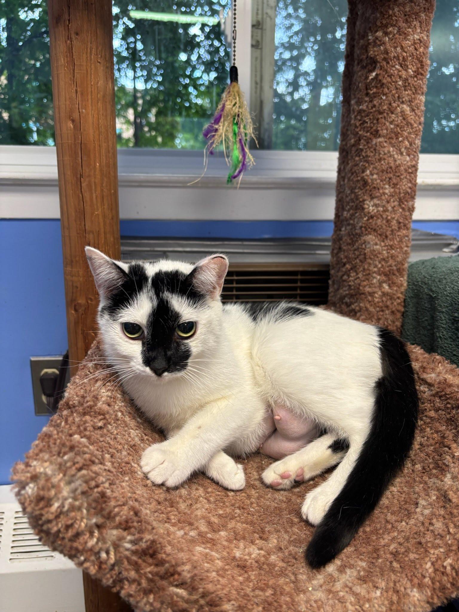 Pearl, Adoptable, Adult Female Domestic Short Hair.