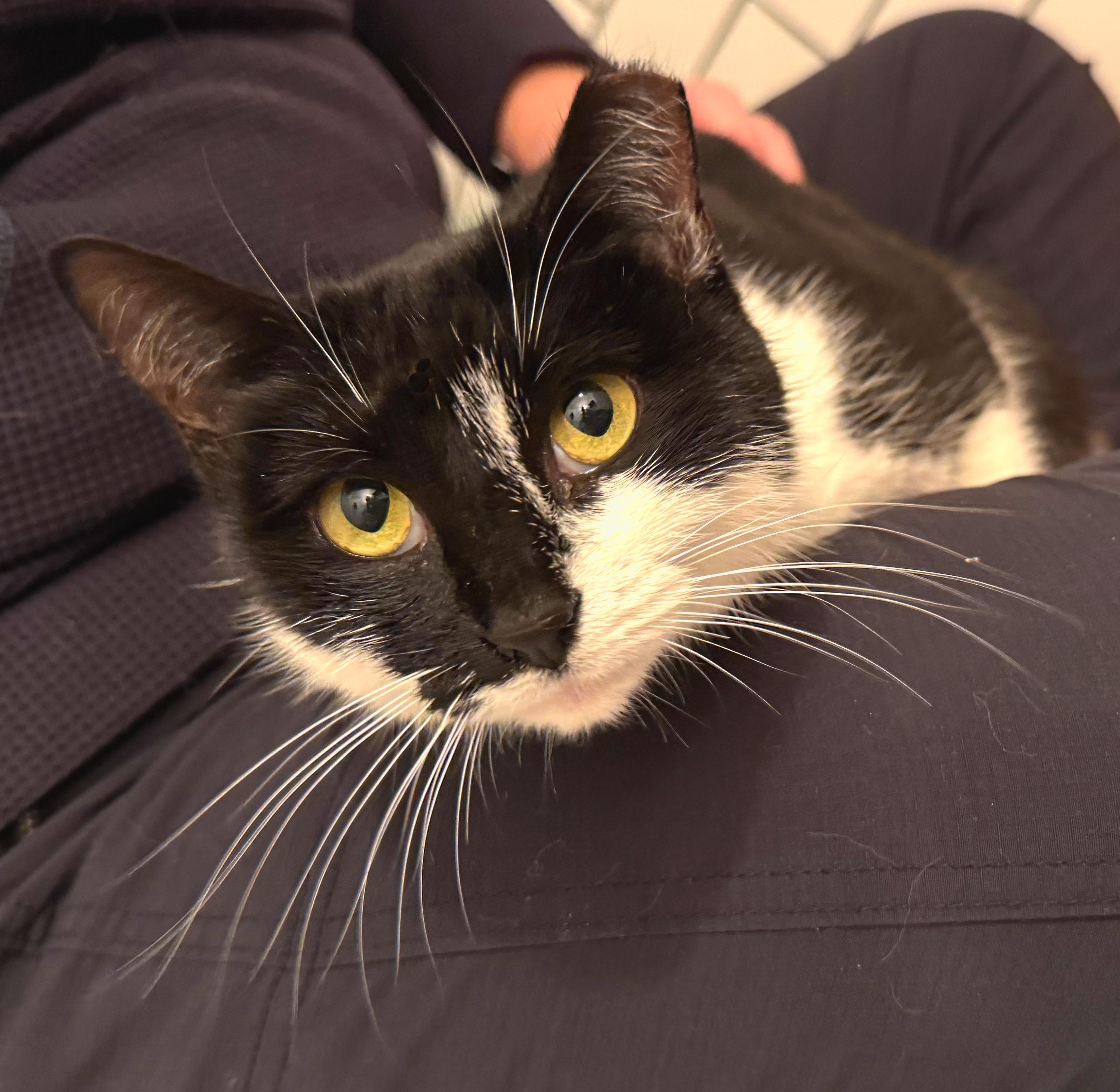Bailey, ADOPTABLE, Young Female American Shorthair & Tuxedo.