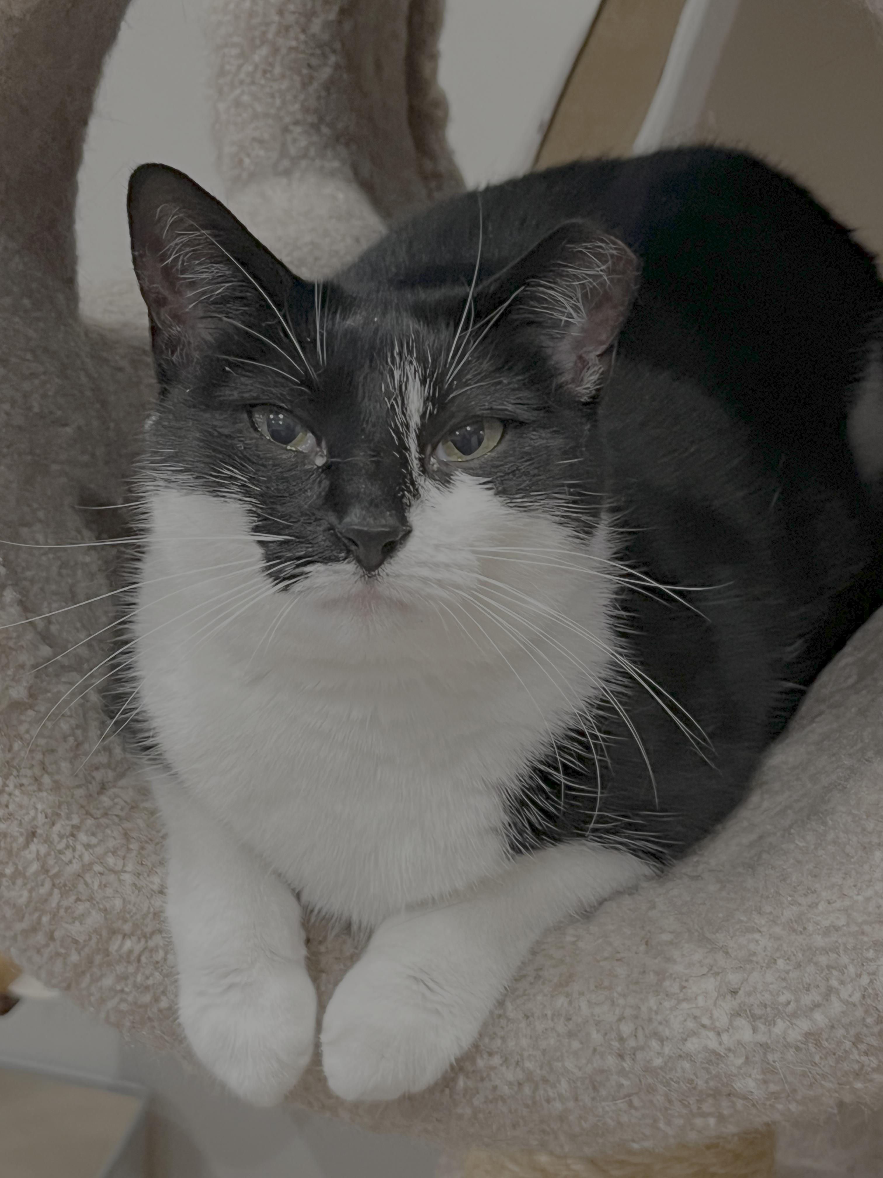 Enlarge Bailey, a ADOPTABLE mixed breed in Hilton Head Island, SC image 2/5