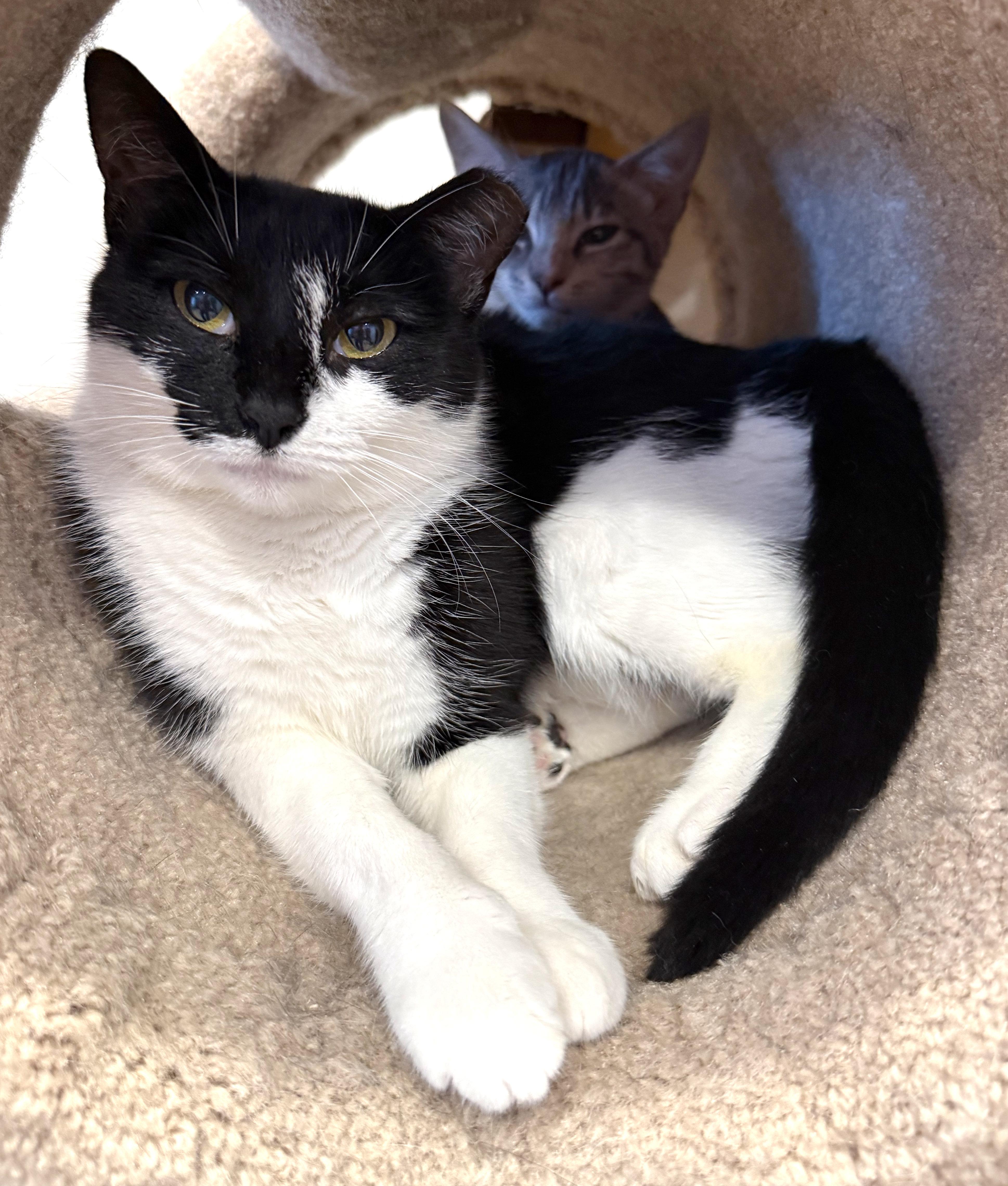 Bailey, ADOPTABLE, Young Female American Shorthair & Tuxedo.
