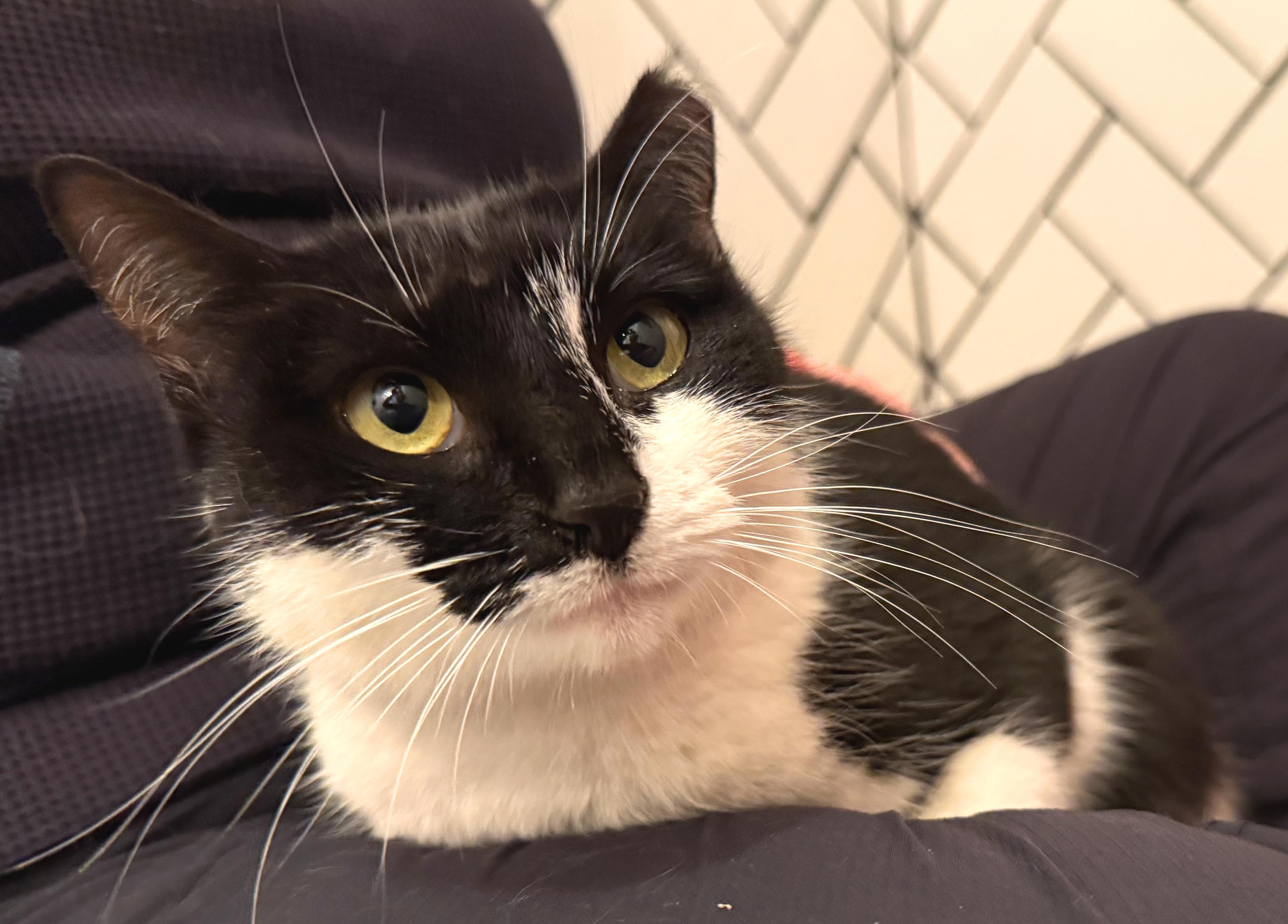 Enlarge Bailey, a ADOPTABLE mixed breed in Hilton Head Island, SC image 2/2