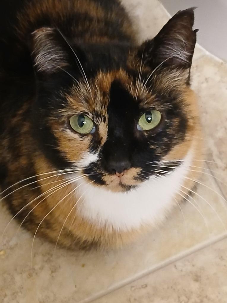 Opal, Adoptable, Young Female Domestic Short Hair.