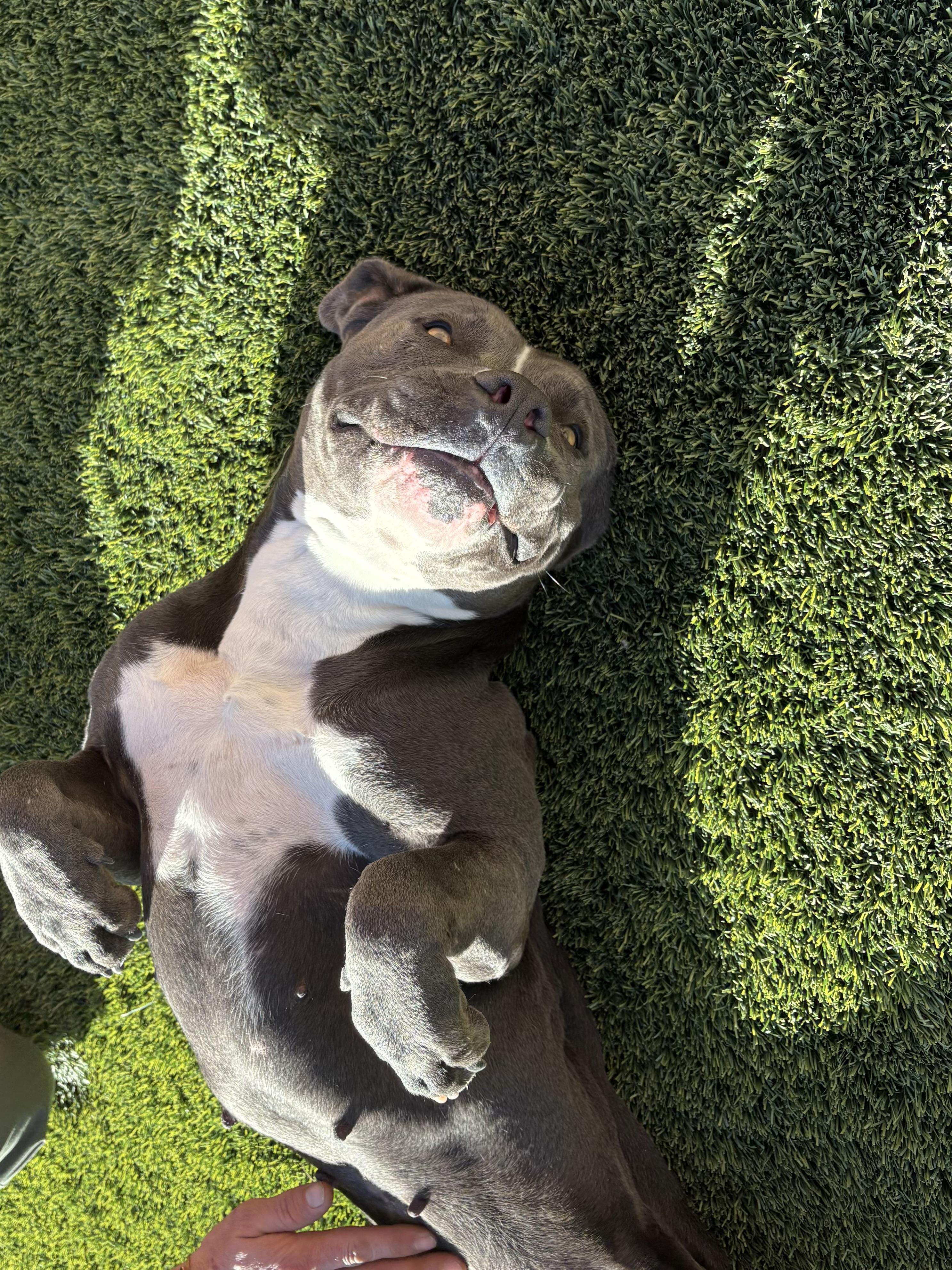 Hazel, ADOPTABLE, Adult Female Pit Bull Terrier.