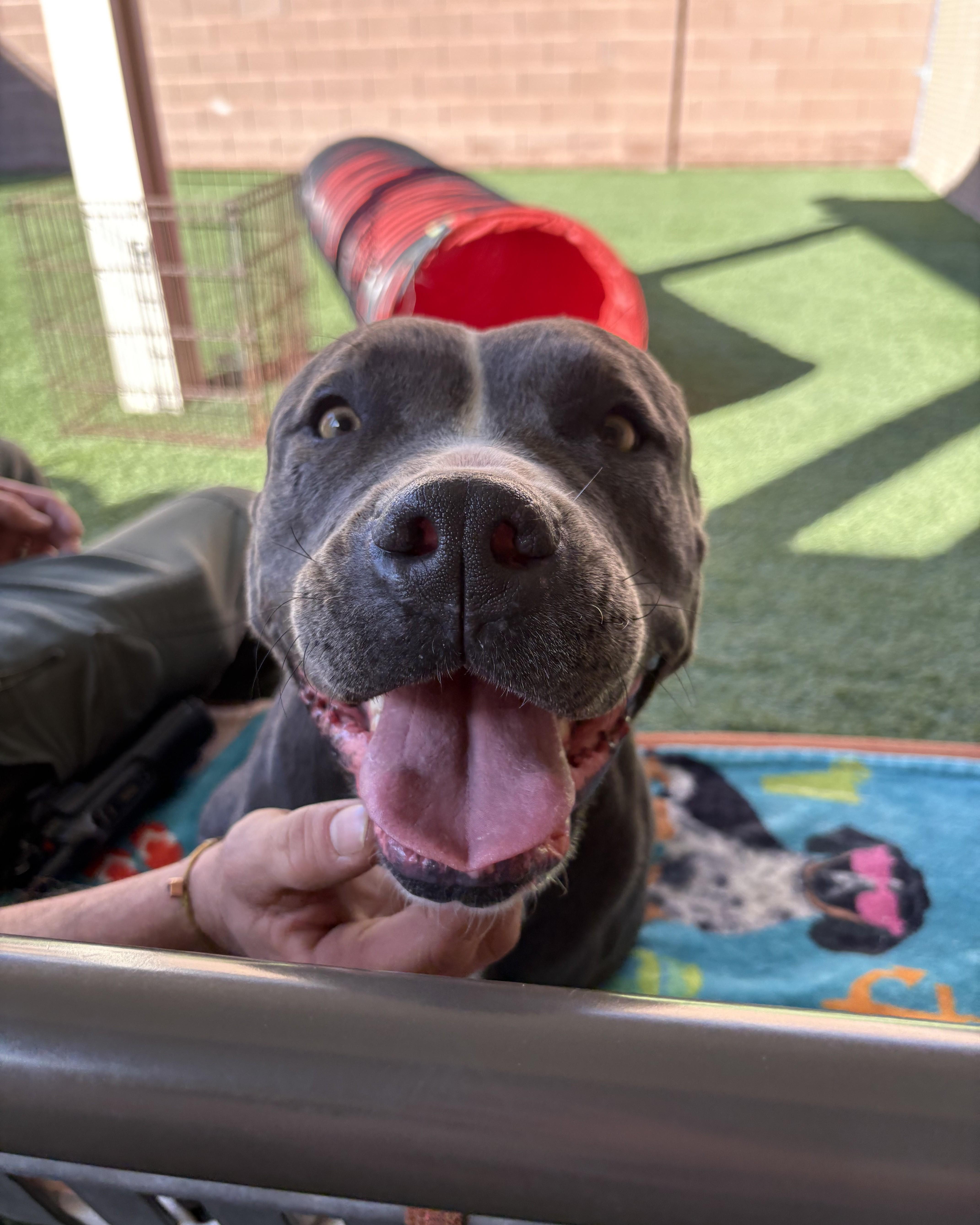 Hazel, a ADOPTABLE Pit Bull Terrier in Mesquite, NV image 3/3