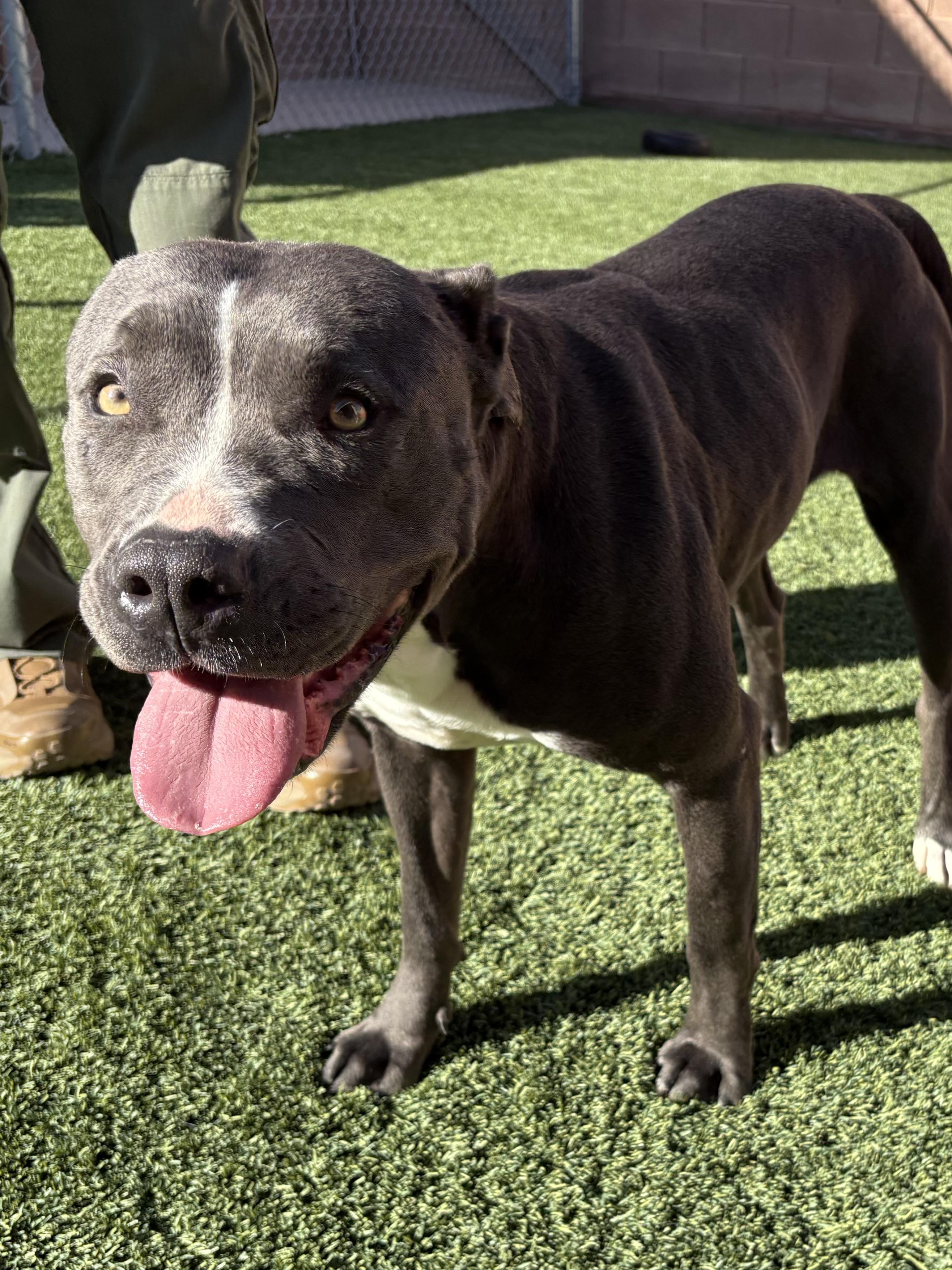 Hazel, a ADOPTABLE Pit Bull Terrier in Mesquite, NV image 2/3