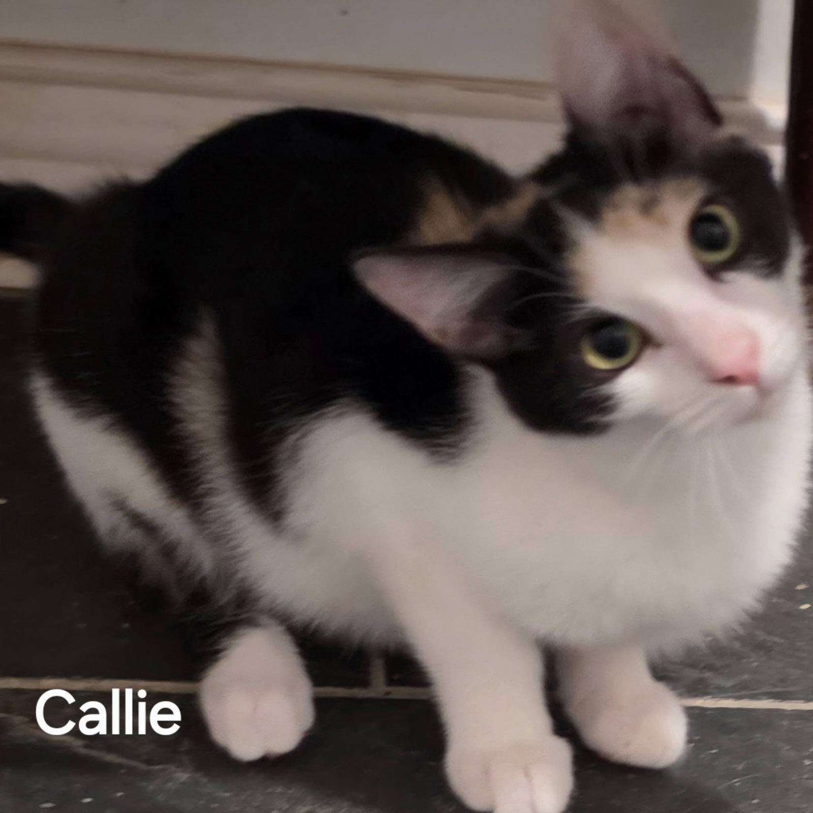 Enlarge Callie, a Adoptable Calico in Versailles, KY image 1/2
