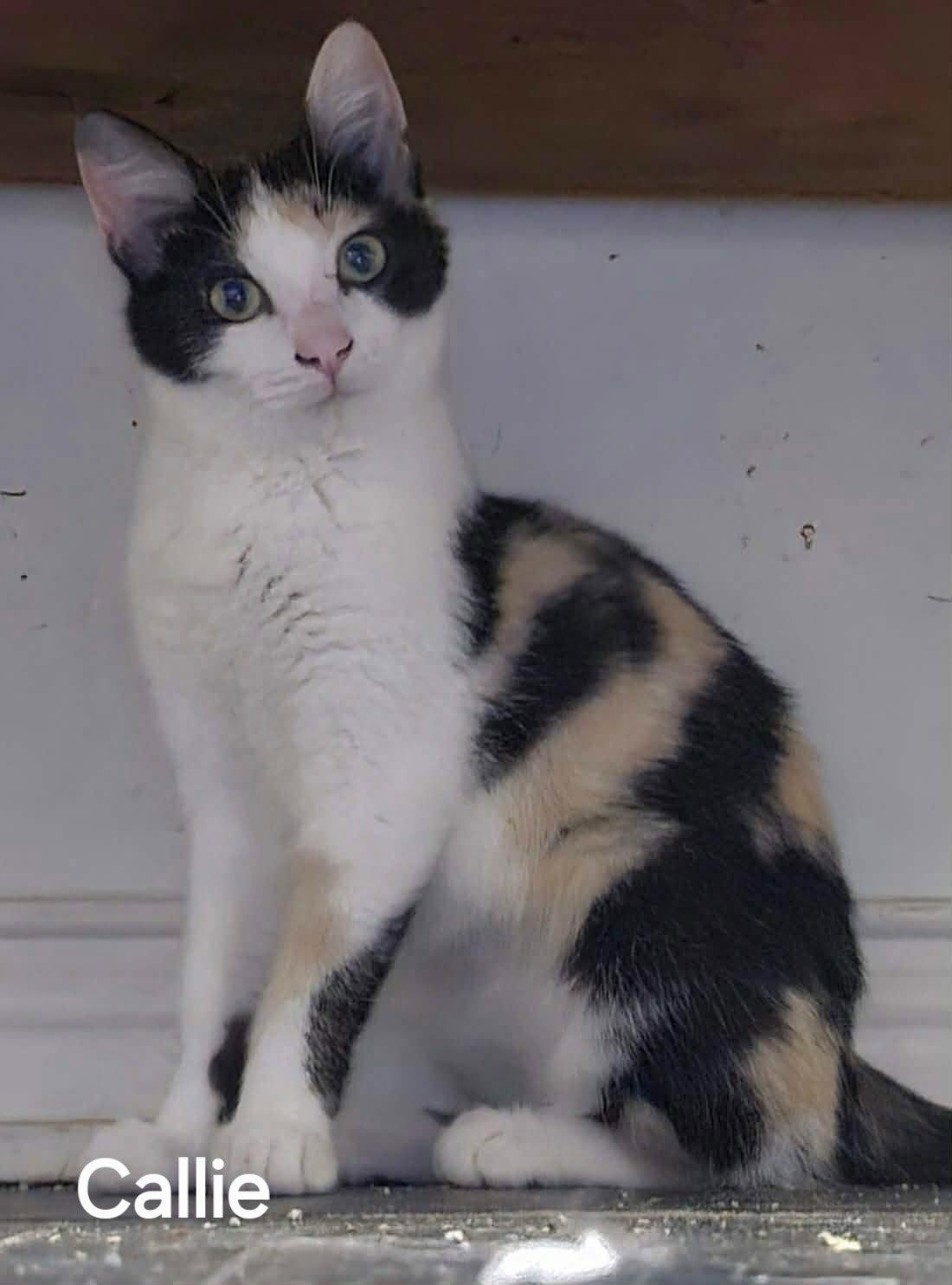Enlarge Callie, a Adoptable Calico in Versailles, KY image 2/2