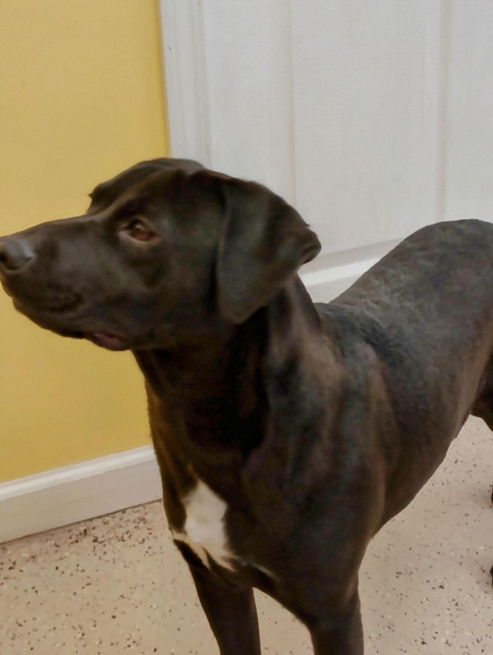 Silas, a Adoptable mixed breed in York, SC image 1/3