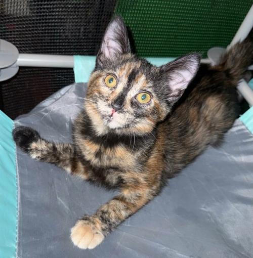Marisol, a ADOPTABLE mixed breed in Escondido, CA image 3/3