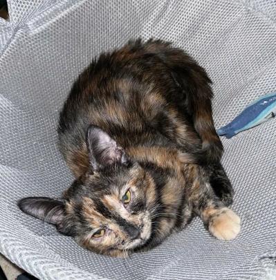Marisol, a ADOPTABLE mixed breed in Escondido, CA image 2/3