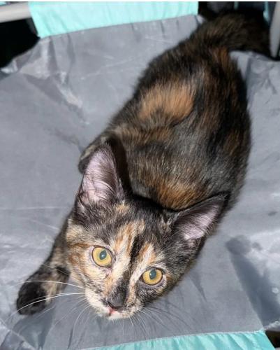 Marisol, ADOPTABLE, Kitten Female Tortoiseshell.