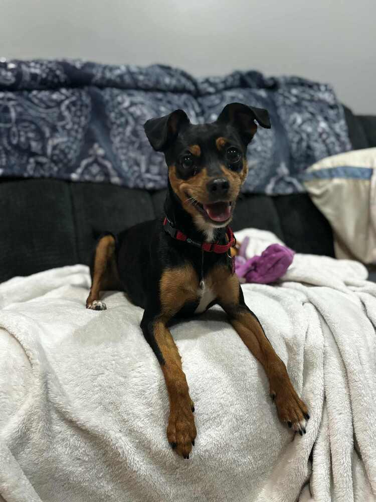 ZENA, Adoptable, Adult Female Chihuahua & Dachshund.