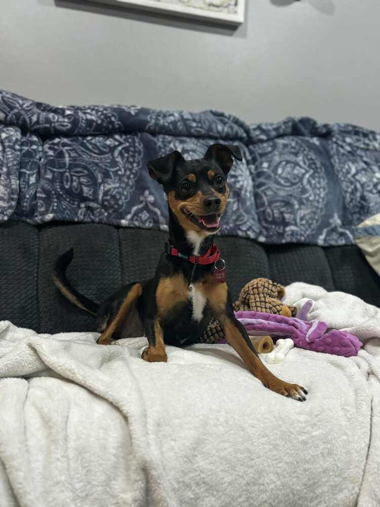 Enlarge ZENA, a Adoptable mixed breed in Dutton, VA image 2/2