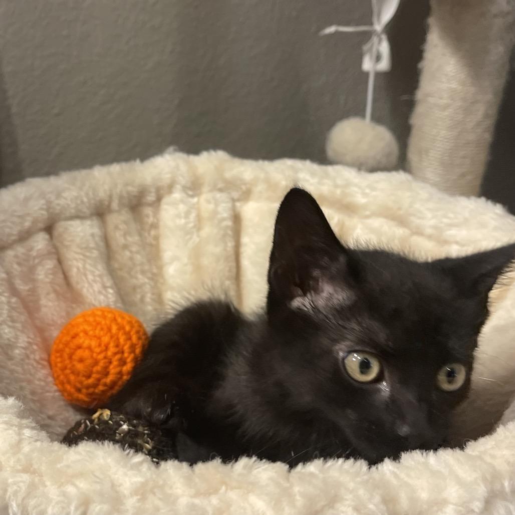 Wolfie, Adoptable, Kitten Male Domestic Medium Hair.