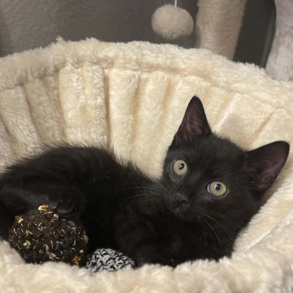 Enlarge Wolfie, a Adoptable Domestic Medium Hair in Flower Mound, TX image 3/6