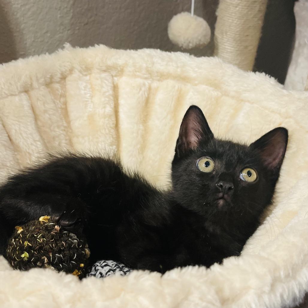 Enlarge Wolfie, a Adoptable Domestic Medium Hair in Flower Mound, TX image 5/6