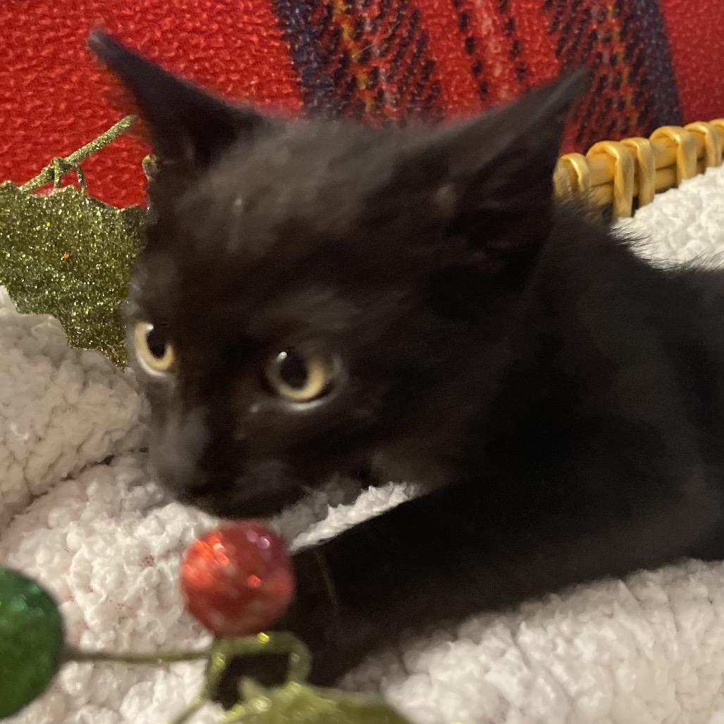 Enlarge Wolfie, a Adoptable Domestic Medium Hair in Flower Mound, TX image 6/6