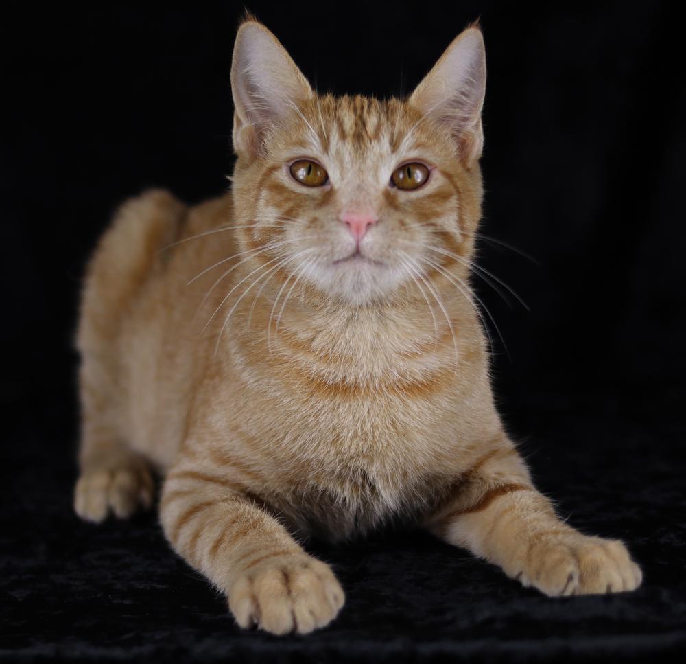 Tostada, a Adoptable Domestic Short Hair in Lewisburg, TN image 1/2