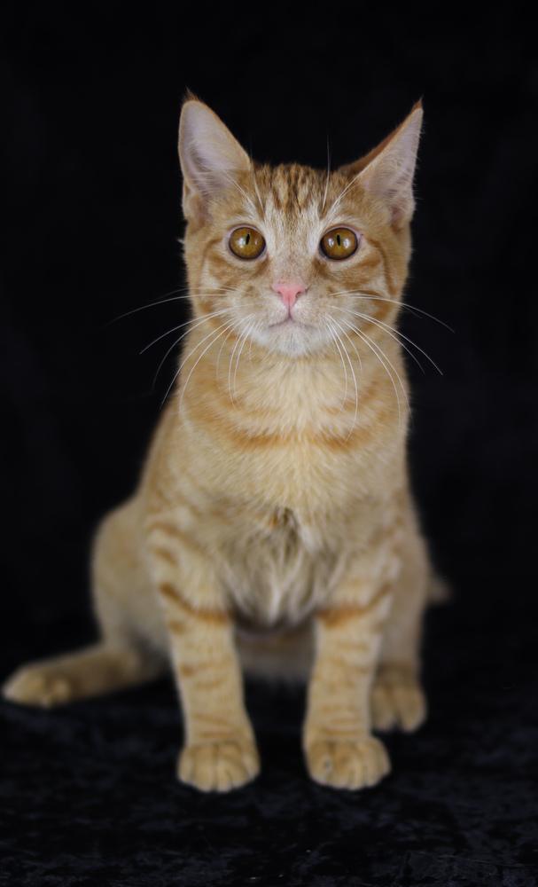 Tostada, a Adoptable Domestic Short Hair in Lewisburg, TN image 2/2