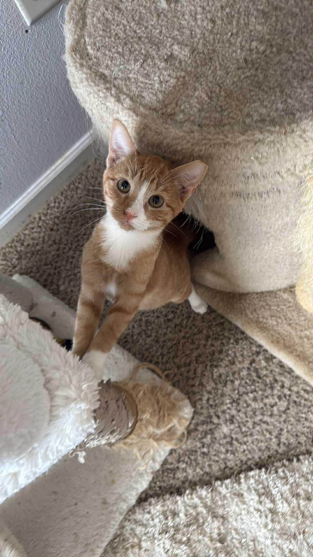 Enlarge Mango, a Adopted Domestic Short Hair in Charlotte, NC image 1/1