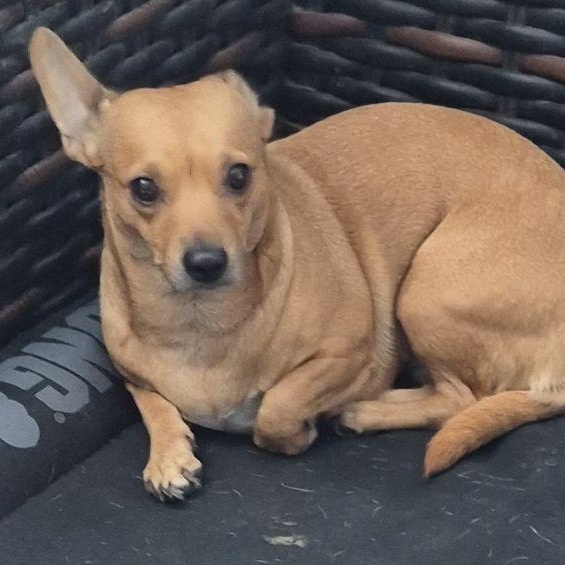 Sister, ADOPTABLE, Adult Female Chihuahua.